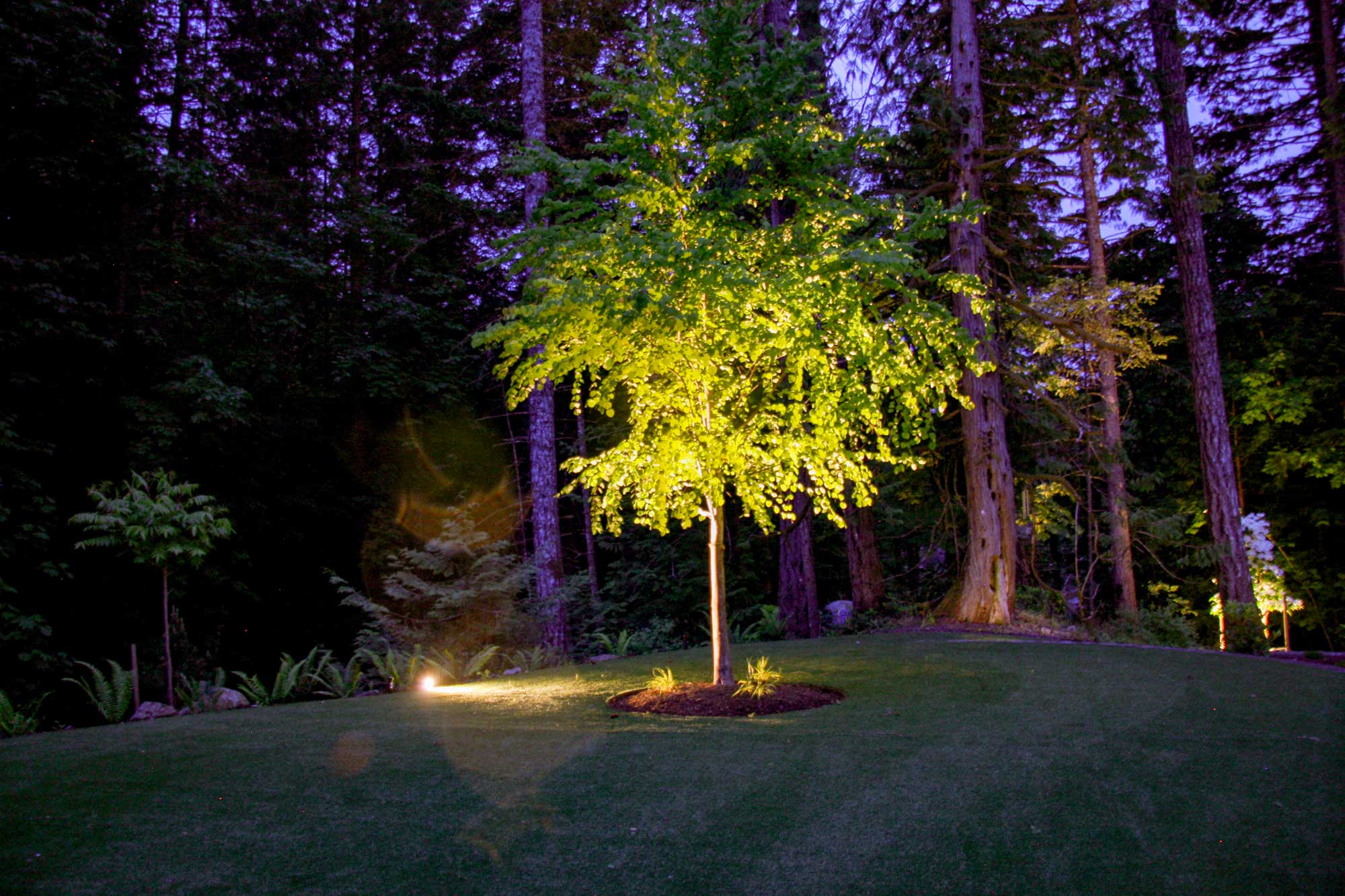 Landscape Lighting on Tree