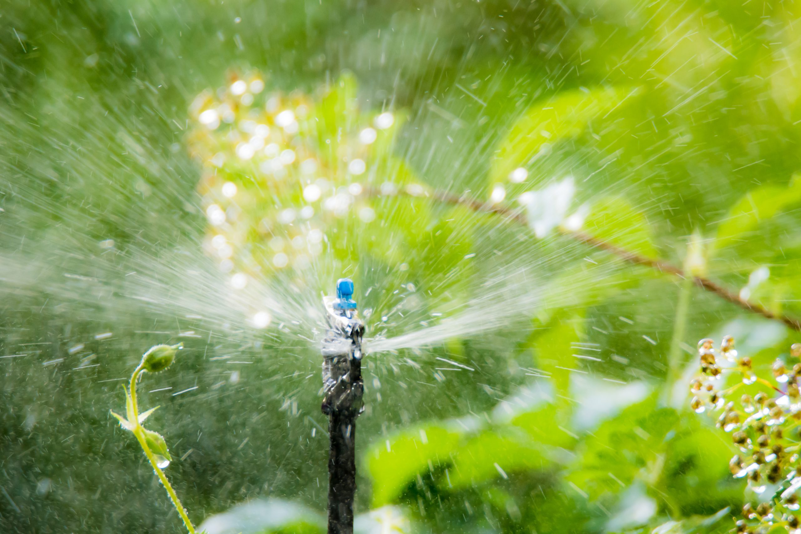 Garden irrigation with an automatic watering system Irrigation in victoria bc