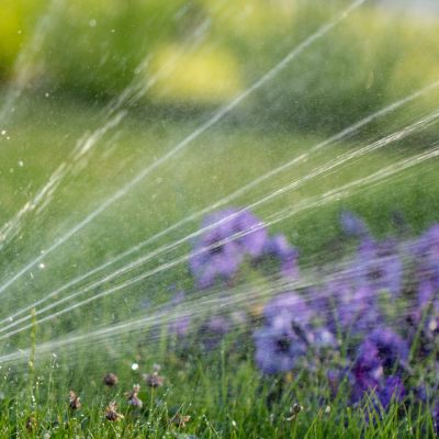 Irrigation Spraying over purple flowers