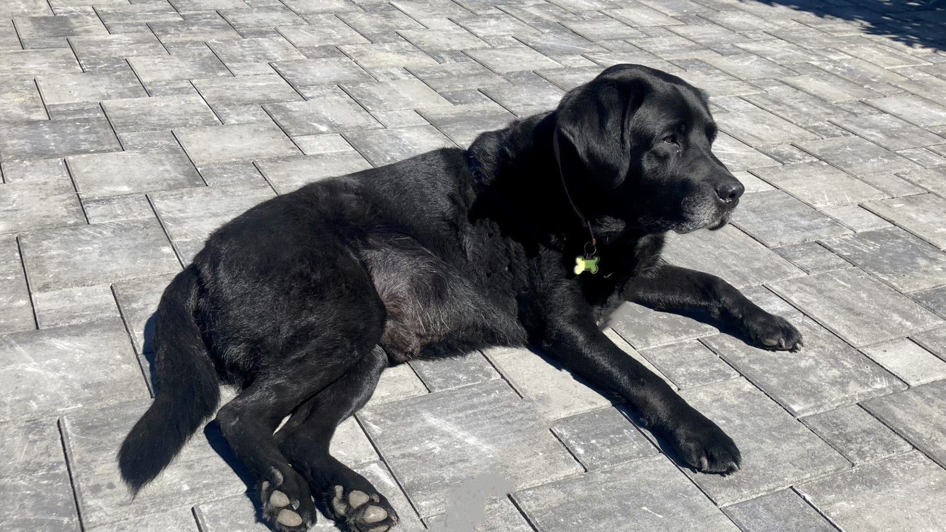Dog on concrete paver driveway