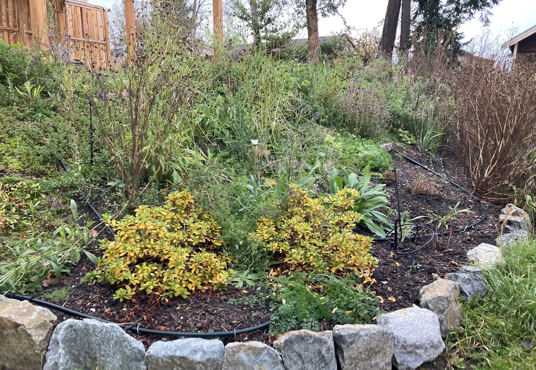 Before Mulching service Before a Mulching service